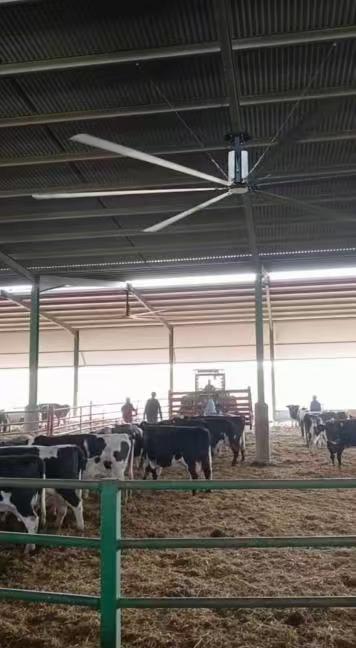 Optimizing Farm Ventilation: Industrial Fans & HVLS Ceiling Fans