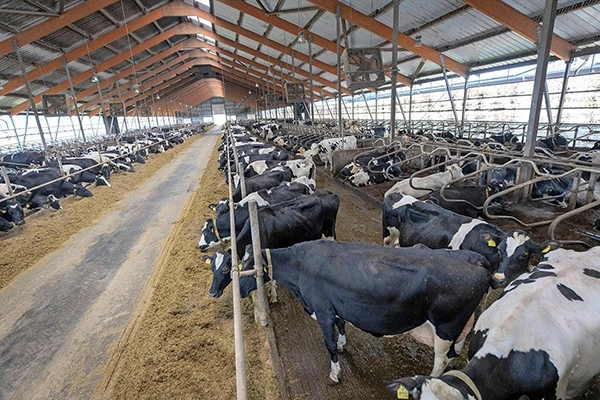 Smart Cooling Solution For Dairy Farm